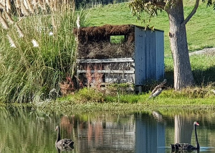 Get Ready, Get Set, Go to the Mai Mai!