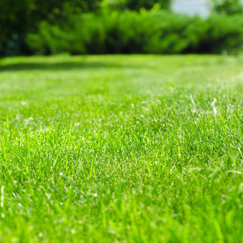 Buy Products to Help You Keep a Lush Green Lawn