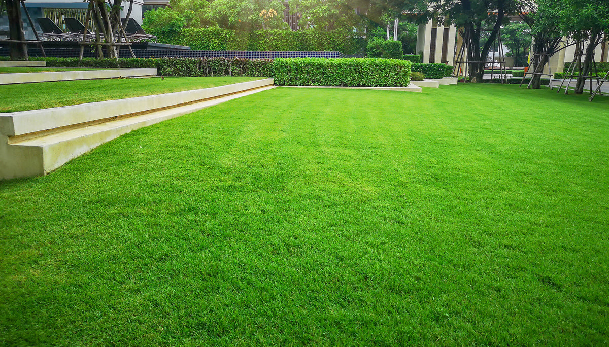 Grass 2024 and lawn