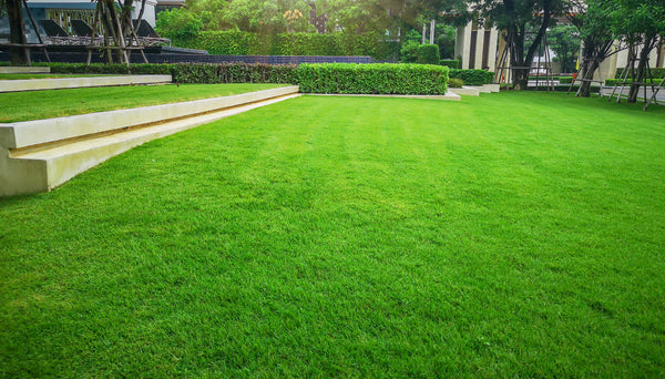 How to Sow a New Lawn