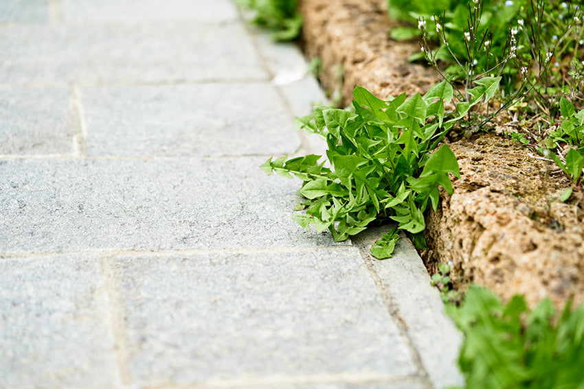 Garden Weed Control