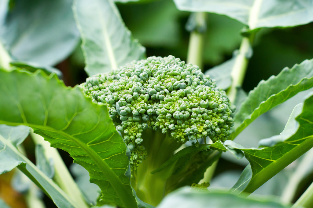 Growing Broccoli