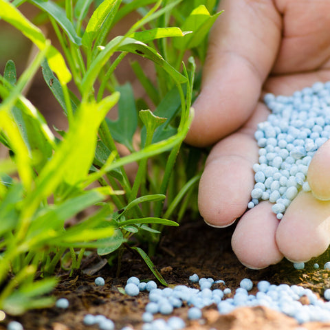 Buy Fertilisers for Your Garden Plants and Lawn