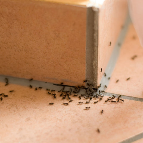 Buy Products to Get Rid of Pests Around Your Home