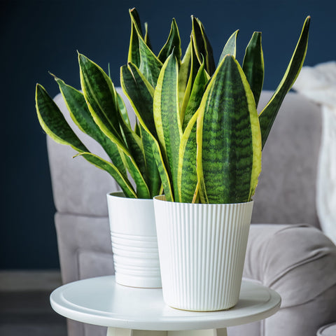 Buy Products to Help You Look After Your Indoor Plants