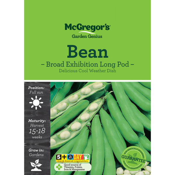Bean Seed - Exhibition Long Pod